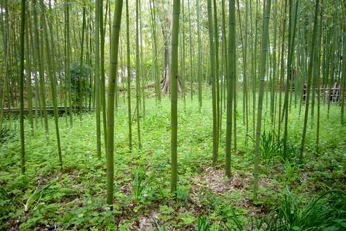 bamboo